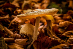 K1600_IMG_5958-HDR