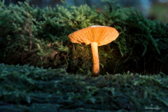 K1600_IMG_5964