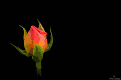 K1600_IMG_6302