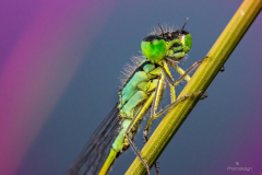 K1600_2021-04-30-13-15-38-CSmoothing2